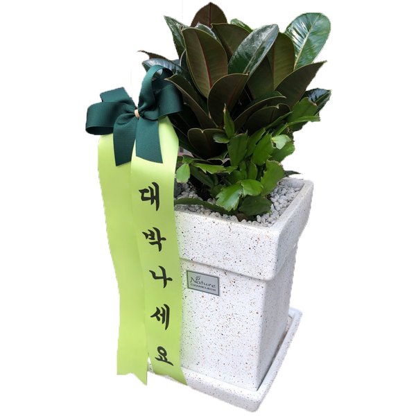 멜라닌고무나무(테이블용)