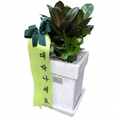 멜라닌고무나무(테이블용)